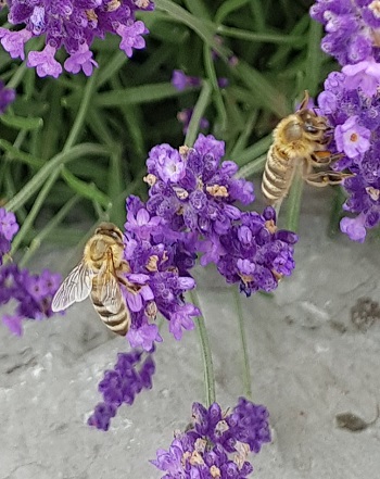 Betriebsferien vom 20.07. bis 04.08.2019 Image